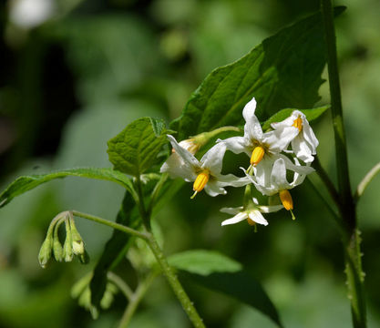 Image de Solanum douglasii Dun.