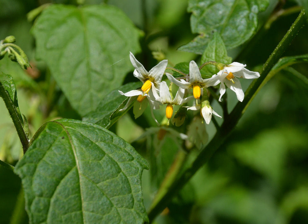 Image of greenspot nightshade