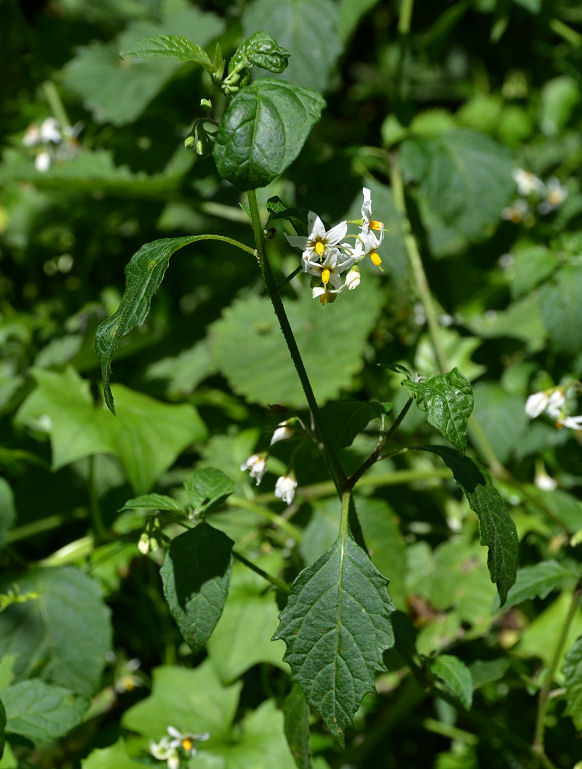 Image of greenspot nightshade