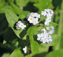 Image de Myosotis latifolia Poir.