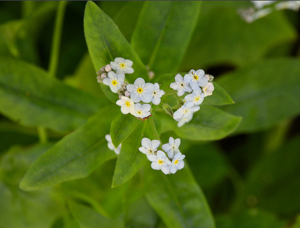 Image de Myosotis latifolia Poir.