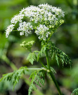 Image of hemlock