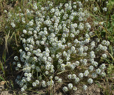 Plancia ëd Lobularia maritima (L.) Desv.