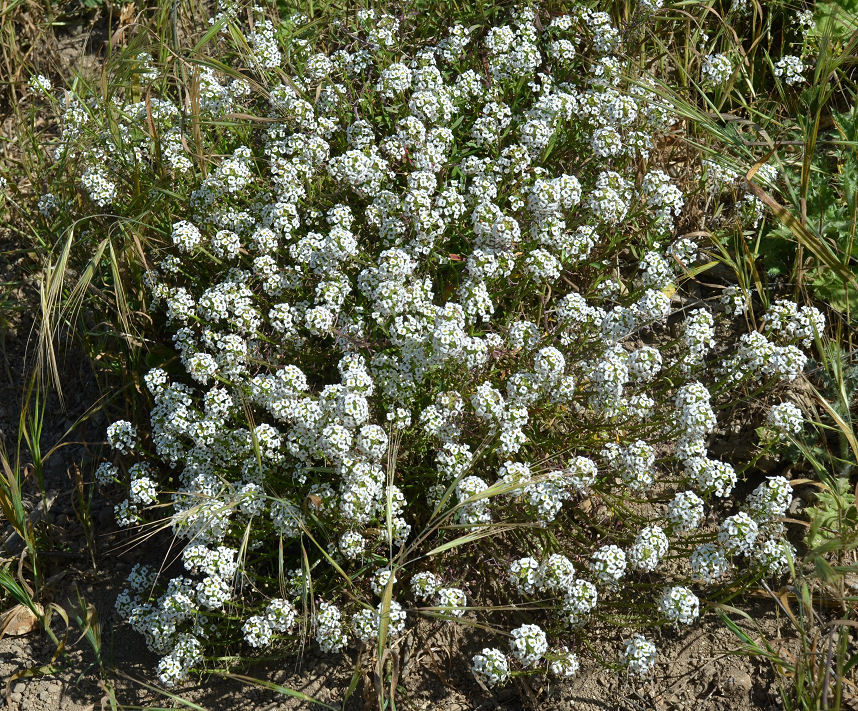 Plancia ëd Lobularia maritima (L.) Desv.