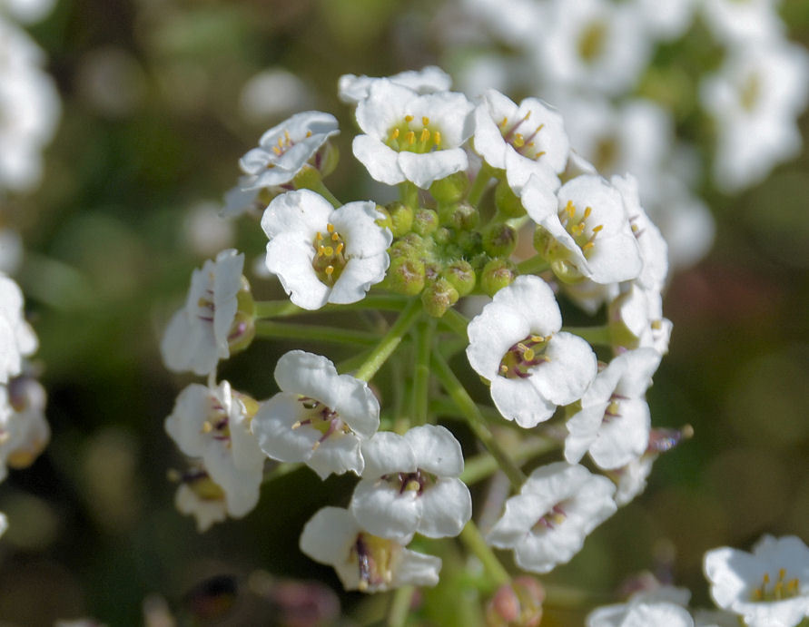 Plancia ëd Lobularia maritima (L.) Desv.