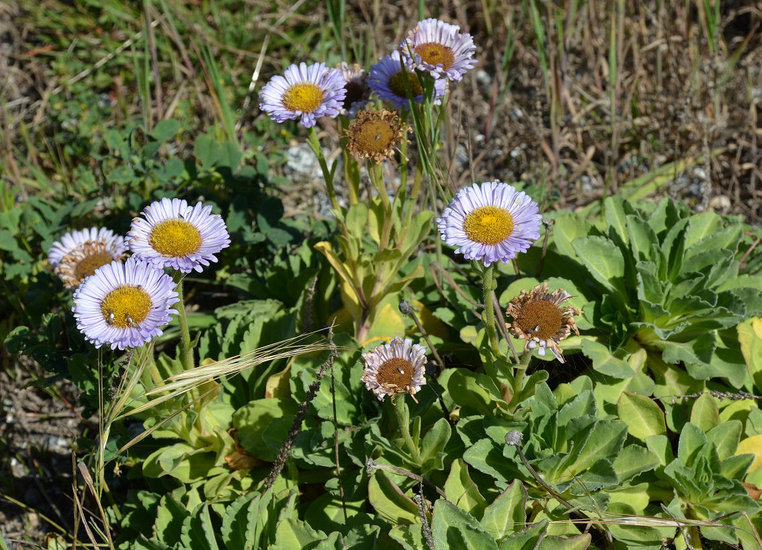 Слика од Erigeron glaucus Ker-Gawl.