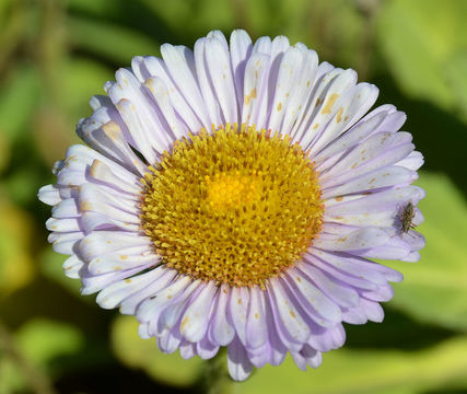 Слика од Erigeron glaucus Ker-Gawl.