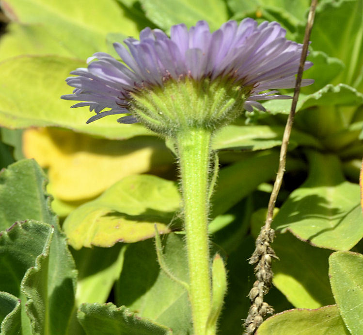 Слика од Erigeron glaucus Ker-Gawl.