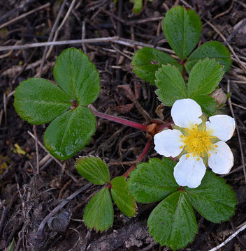 Image of beach strawberry