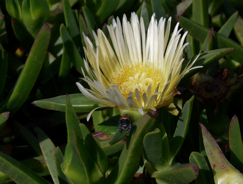 Imagem de Carpobrotus edulis (L.) N. E. Br.