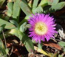 Plancia ëd Carpobrotus chilensis (Molina) N. E. Br.