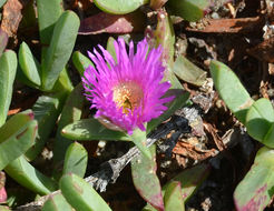 Image of ice plant