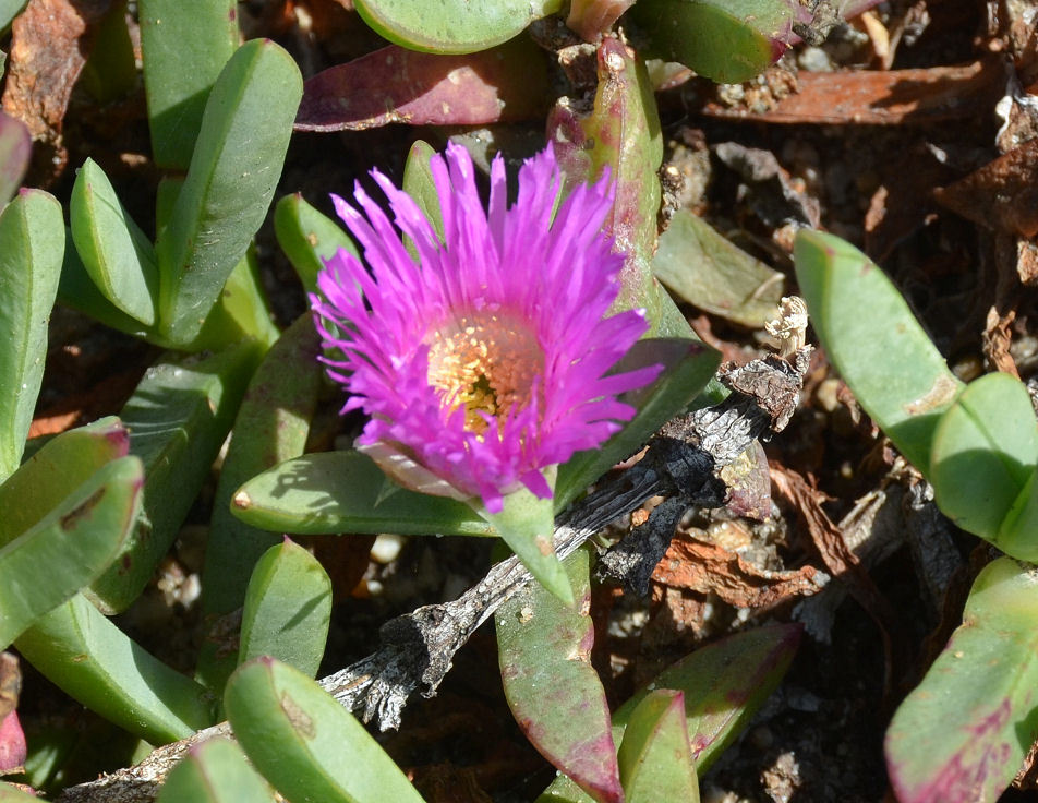 Plancia ëd Carpobrotus chilensis (Molina) N. E. Br.