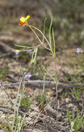 Sivun Camissonia integrifolia Raven kuva