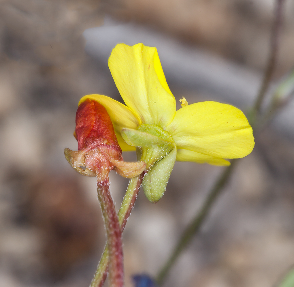 Image of Kern River evening primrose