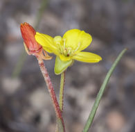 Sivun Camissonia integrifolia Raven kuva