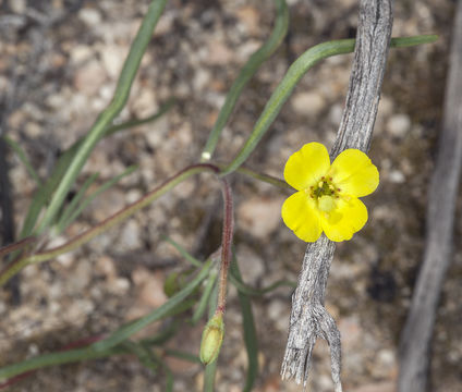 Image of Kern River evening primrose