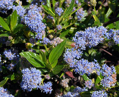 Image of <i>Ceanothus <i>thyrsiflorus</i></i> var. thyrsiflorus