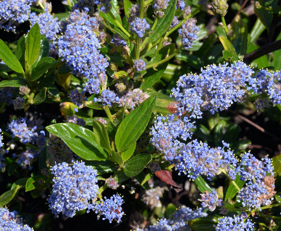 Image of <i>Ceanothus <i>thyrsiflorus</i></i> var. thyrsiflorus