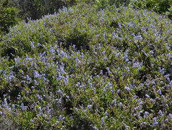 Image of <i>Ceanothus <i>thyrsiflorus</i></i> var. thyrsiflorus