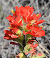 Image of <i>Castilleja wightii</i>