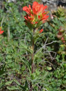 Image of <i>Castilleja wightii</i>