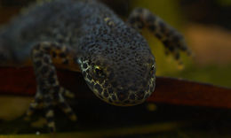 Image of Alpine Newt