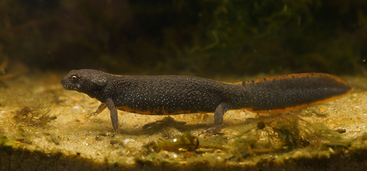 Plancia ëd Triturus dobrogicus (Kiritzescu 1903)