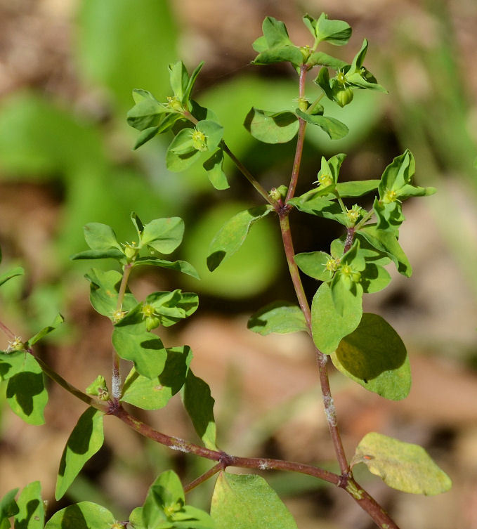 Image of cancer weed