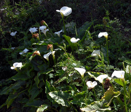 Image of Arum lily