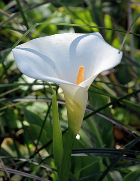 Image of Arum lily