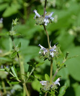 Image of black sage