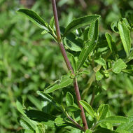 Image of black sage