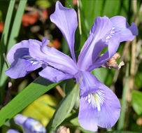 صورة Iris douglasiana Herb.