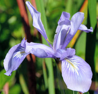 صورة Iris douglasiana Herb.