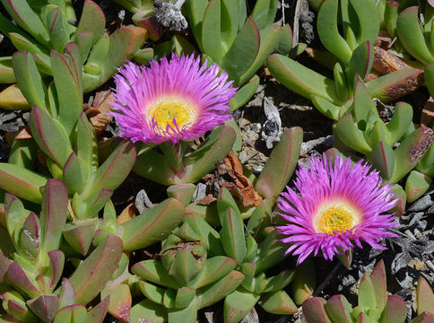 Image of ice plant