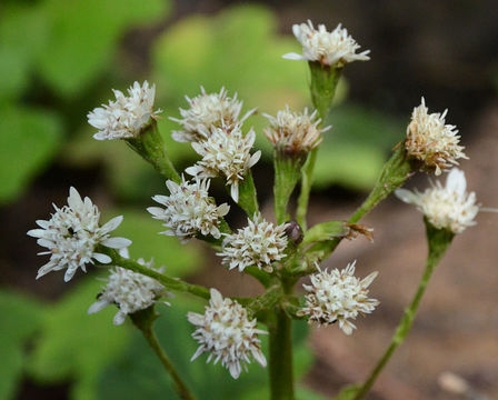 Plancia ëd Petasites frigidus var. palmatus (Ait.) Cronq.