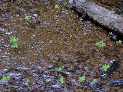 Plancia ëd Petasites frigidus var. palmatus (Ait.) Cronq.