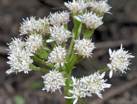 Imagem de Petasites frigidus var. palmatus (Ait.) Cronq.