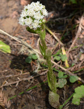 Imagem de Petasites frigidus var. palmatus (Ait.) Cronq.