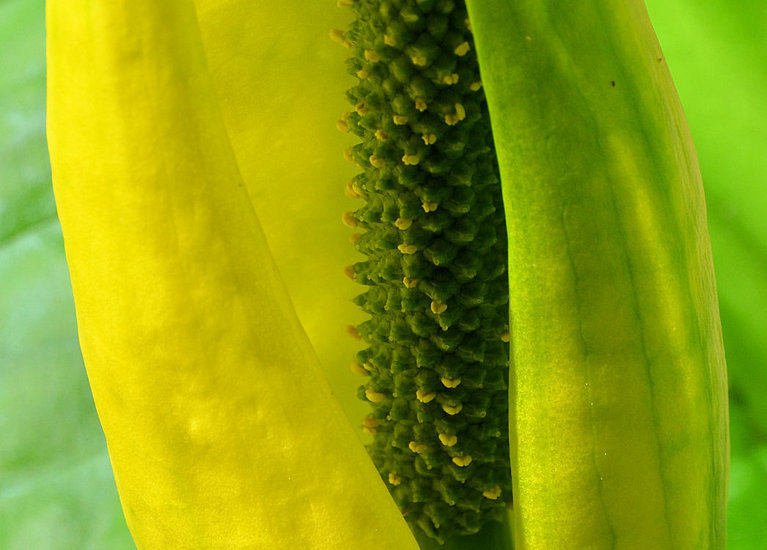 Image of American skunkcabbage