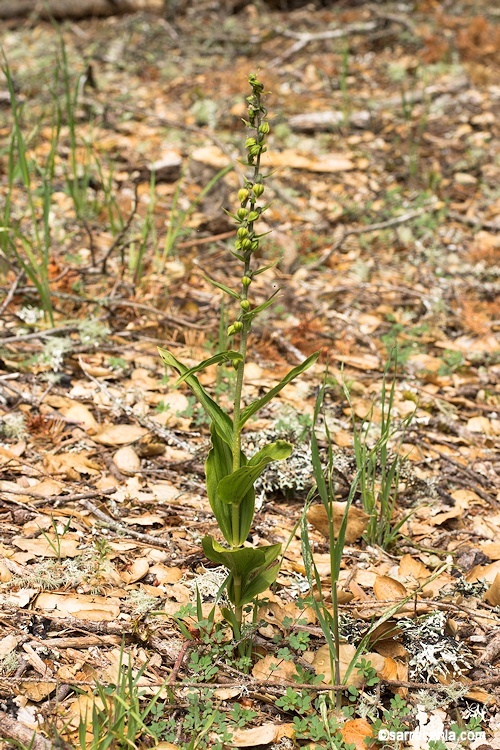 Image of Broad-leaved Helleborine