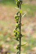 Image of Broad-leaved Helleborine