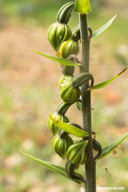 Image of Broad-leaved Helleborine