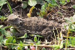 Imagem de Phrynosoma coronatum (Blainville 1835)