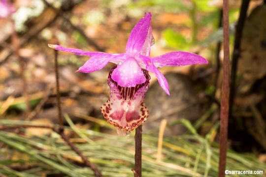 Image of Calypso orchid