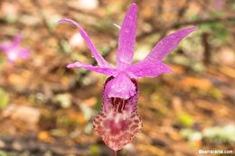 Image of Calypso orchid