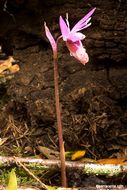 Image of Calypso orchid