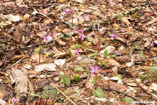 Image of Calypso orchid