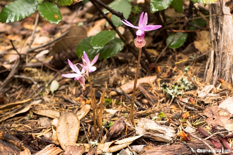 Image of Calypso orchid